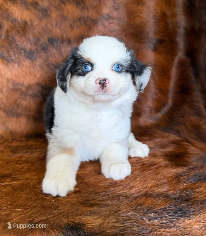 Chief – Toy Australian Shepherd puppy for sale in Sarcoxie, MO