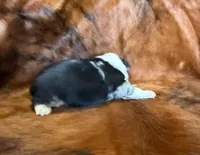 Chief, a male Toy Australian Shepherd for sale in Sarcoxie, MO – Photo 2 of 10