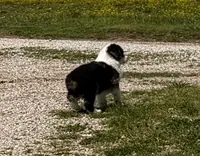 Chief, a male Toy Australian Shepherd for sale in Sarcoxie, MO – 4 of 10