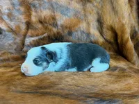 Lucky, a male Miniature Australian Shepherd for sale in Sarcoxie, MO – 5 of 10