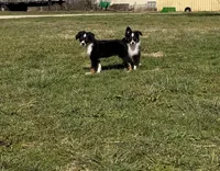 Tank, a male Miniature Australian Shepherd and Toy Australian Shepherd for sale in Sarcoxie, MO – Photo 5 of 6