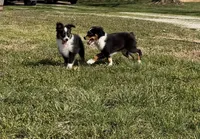 Tank, a male Miniature Australian Shepherd and Toy Australian Shepherd for sale in Sarcoxie, MO – Photo 2 of 6