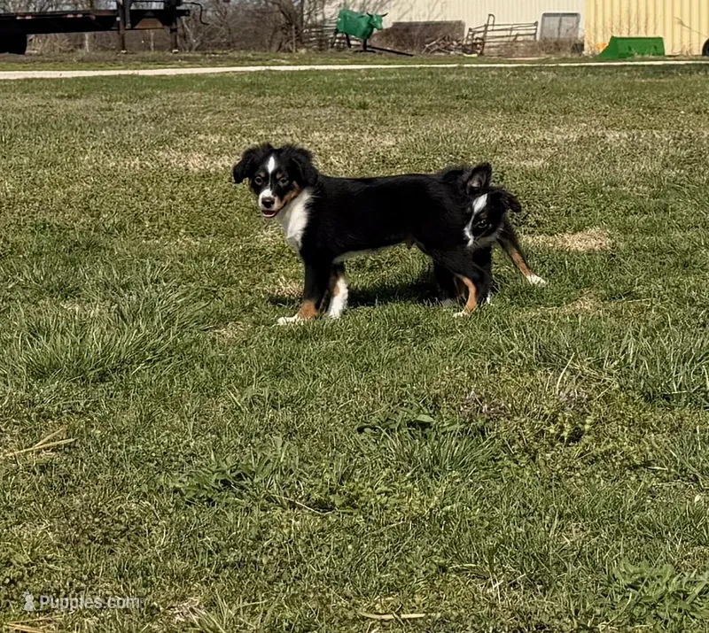 Tank – Miniature Australian Shepherd, Toy Australian Shepherd puppy for sale in Sarcoxie, MO