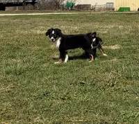 Tank, a male Miniature Australian Shepherd and Toy Australian Shepherd for sale in Sarcoxie, MO – Photo 1 of 6