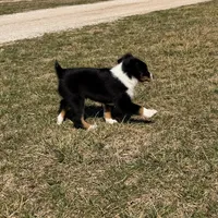 Tank, a male Miniature Australian Shepherd and Toy Australian Shepherd for sale in Sarcoxie, MO – Photo 7 of 10