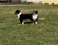 Tank, a male Miniature Australian Shepherd and Toy Australian Shepherd for sale in Sarcoxie, MO – Photo 4 of 6