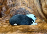 Ranger, a male Pembroke Welsh Corgi and Toy Australian Shepherd for sale in Sarcoxie, MO – 8 of 9