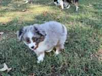 Hank, a male Miniature Australian Shepherd for sale in Sarcoxie, MO – 1 of 9