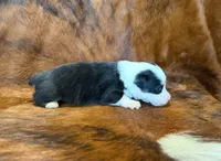 Buddy, a male Pembroke Welsh Corgi and Toy Australian Shepherd for sale in Sarcoxie, MO – 9 of 9