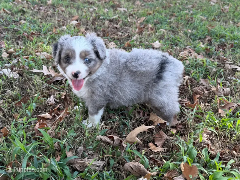 Hank – Miniature Australian Shepherd puppy for sale in Sarcoxie, MO