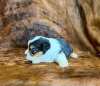 Daisy, a female Pembroke Welsh Corgi and Toy Australian Shepherd for sale in Sarcoxie, MO – 2 of 8