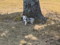 Jazz, a male Pembroke Welsh Corgi and Toy Australian Shepherd for sale in Sarcoxie, MO – 4 of 10