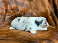 Hank, a male Miniature Australian Shepherd for sale in Sarcoxie, MO – 8 of 9