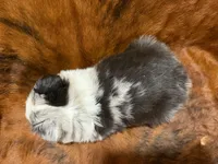Cowboy, a male Miniature Australian Shepherd and Toy Australian Shepherd for sale in Sarcoxie, MO – 9 of 10