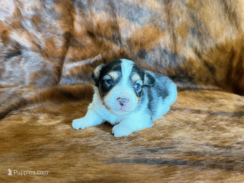 Chip – Miniature Australian Shepherd puppy for sale in Sarcoxie, MO