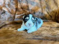 Chip, a male Miniature Australian Shepherd for sale in Sarcoxie, MO – 1 of 9