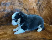 Darla, a female Pembroke Welsh Corgi and Toy Australian Shepherd for sale in Sarcoxie, MO – Photo 4 of 10