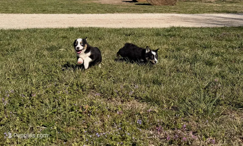 Darla – Pembroke Welsh Corgi, Toy Australian Shepherd puppy for sale in Sarcoxie, MO