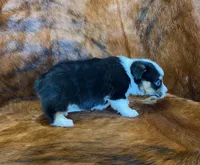 Darla, a female Pembroke Welsh Corgi and Toy Australian Shepherd for sale in Sarcoxie, MO – Photo 10 of 10