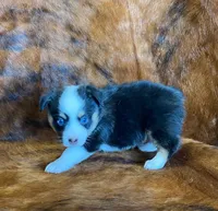 Darla, a female Pembroke Welsh Corgi and Toy Australian Shepherd for sale in Sarcoxie, MO – Photo 6 of 10