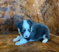 Darla, a female Pembroke Welsh Corgi and Toy Australian Shepherd for sale in Sarcoxie, MO – Photo 5 of 10