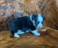 Darla, a female Pembroke Welsh Corgi and Toy Australian Shepherd for sale in Sarcoxie, MO – Photo 9 of 10