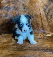 Darla, a female Pembroke Welsh Corgi and Toy Australian Shepherd for sale in Sarcoxie, MO – Photo 2 of 10