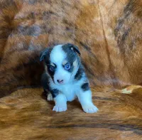 Darla, a female Pembroke Welsh Corgi and Toy Australian Shepherd for sale in Sarcoxie, MO – Photo 3 of 10