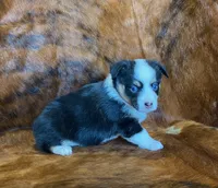 Darla, a female Pembroke Welsh Corgi and Toy Australian Shepherd for sale in Sarcoxie, MO – Photo 1 of 10