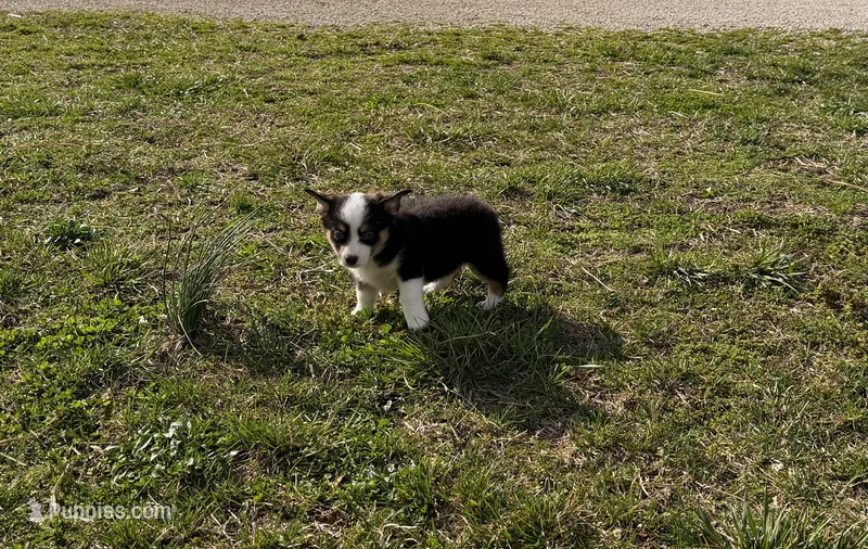 Darla – Pembroke Welsh Corgi, Toy Australian Shepherd puppy for sale in Sarcoxie, MO