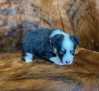 Darla, a female Pembroke Welsh Corgi and Toy Australian Shepherd for sale in Sarcoxie, MO – Photo 7 of 10