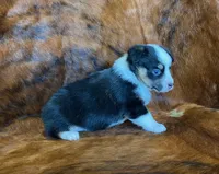 Darla, a female Pembroke Welsh Corgi and Toy Australian Shepherd for sale in Sarcoxie, MO – Photo 8 of 10