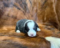 Prince, a male Pembroke Welsh Corgi and Toy Australian Shepherd for sale in Sarcoxie, MO – 4 of 10