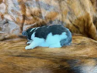 Chip, a male Miniature Australian Shepherd for sale in Sarcoxie, MO – 5 of 9