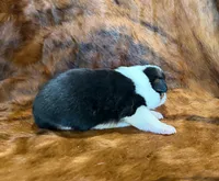 Lady, a female Pembroke Welsh Corgi and Toy Australian Shepherd for sale in Sarcoxie, MO – 3 of 9