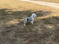 Jazz, a male Pembroke Welsh Corgi and Toy Australian Shepherd for sale in Sarcoxie, MO – 3 of 10