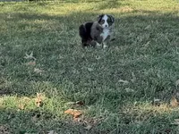 Tiger, a male Miniature Australian Shepherd and Toy Australian Shepherd for sale in Sarcoxie, MO – 5 of 10