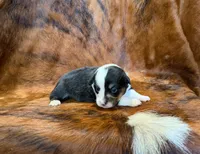Buddy, a male Pembroke Welsh Corgi and Toy Australian Shepherd for sale in Sarcoxie, MO – 7 of 9