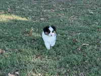 Lucky, a male Miniature Australian Shepherd for sale in Sarcoxie, MO – 4 of 10