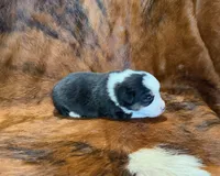 Prince, a male Pembroke Welsh Corgi and Toy Australian Shepherd for sale in Sarcoxie, MO – 5 of 10