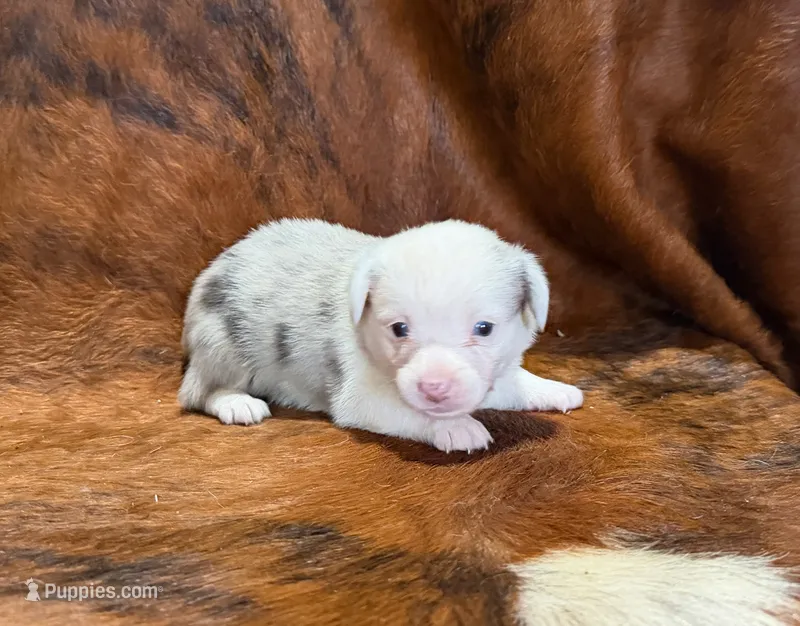 Jaz, a male Pembroke Welsh Corgi and Toy Australian Shepherd for sale in Sarcoxie, MO – 1 of 10