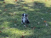 Tiger, a male Miniature Australian Shepherd and Toy Australian Shepherd for sale in Sarcoxie, MO – 6 of 10