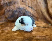 Leo, a male Pembroke Welsh Corgi and Toy Australian Shepherd for sale in Sarcoxie, MO – 2 of 6