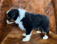 processed/fe0a8bb5-47cc-4616-8983-9e8bf823c40c/listing/f15a4191-f371-47d0-8815-4969bec82d82/003decdd-0704-4ed8-ac95-324d6e534f77