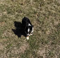 Rocky, a male Miniature Australian Shepherd for sale in Sarcoxie, MO – Photo 7 of 10