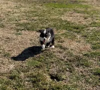 Rocky, a male Miniature Australian Shepherd for sale in Sarcoxie, MO – Photo 5 of 10