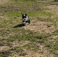 Rocky, a male Miniature Australian Shepherd for sale in Sarcoxie, MO – Photo 3 of 10