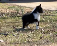 Rocky, a male Miniature Australian Shepherd for sale in Sarcoxie, MO – Photo 2 of 10