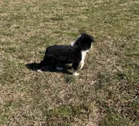 Rocky, a male Miniature Australian Shepherd for sale in Sarcoxie, MO – Photo 9 of 10