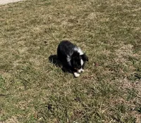 Rocky, a male Miniature Australian Shepherd for sale in Sarcoxie, MO – Photo 6 of 10